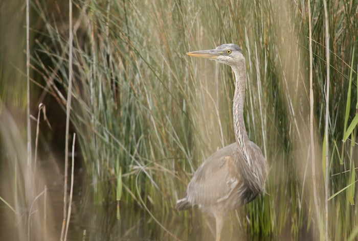 Great Blue Heron
