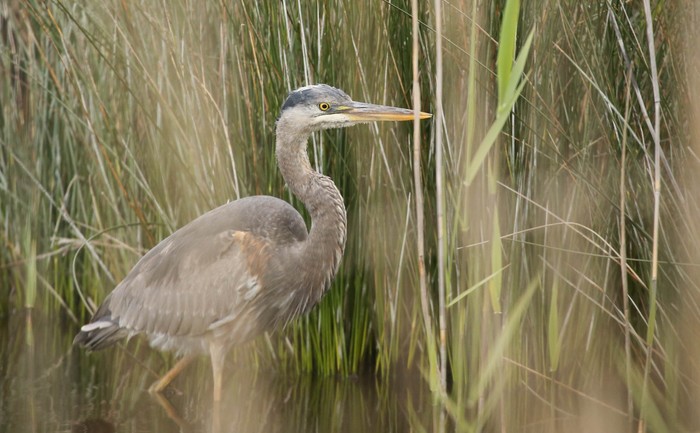 Great Blue Heron