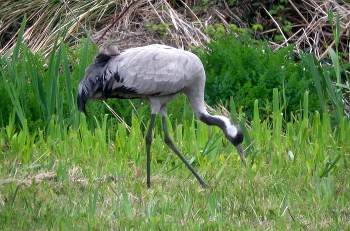 Common Crane