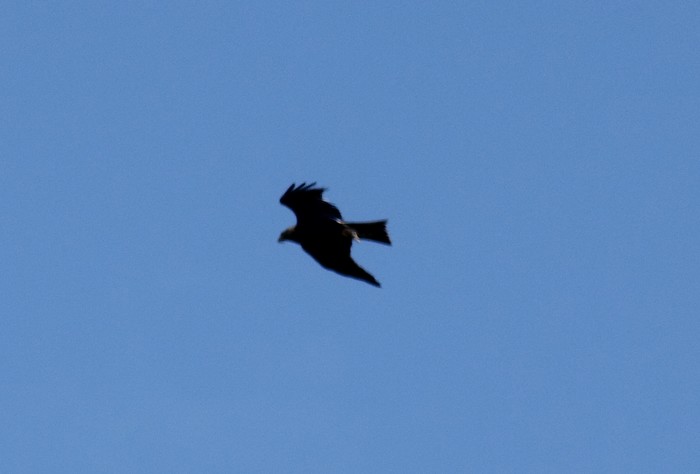 Black Kite