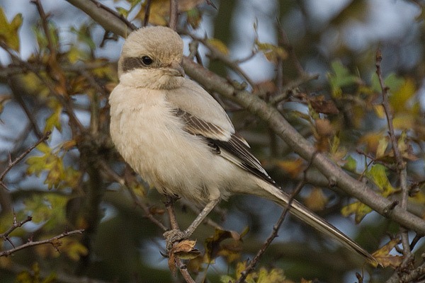 Steppe Grey Shrike