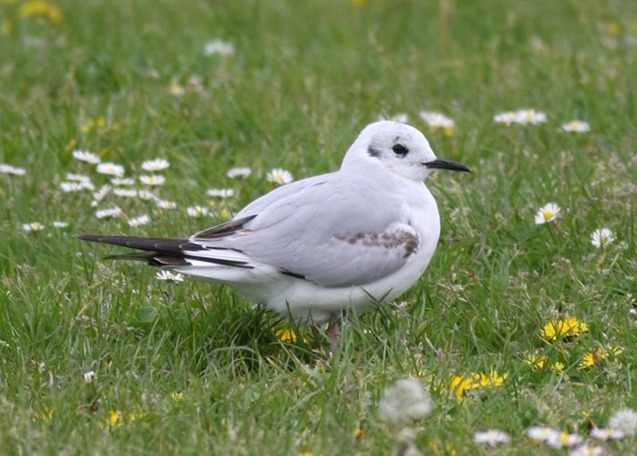 Bonaparte's Gull