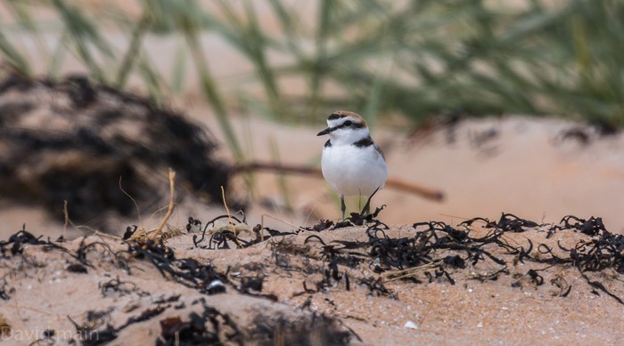Kentish Plover