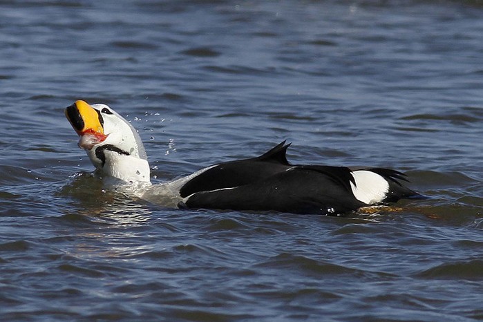King Eider