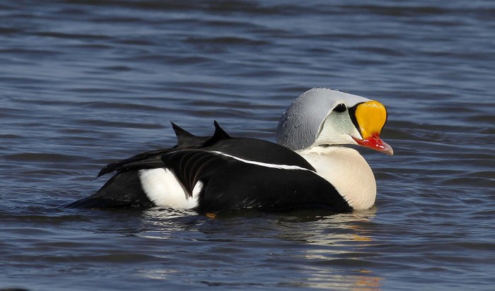 King Eider