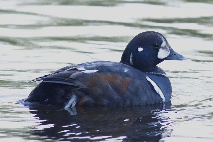 Harlequin Duck