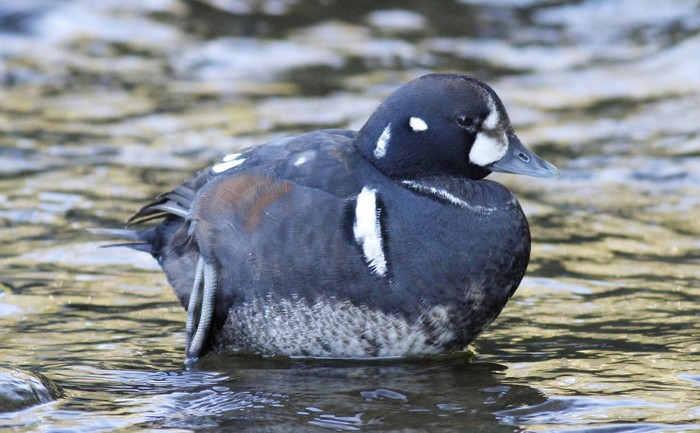 Harlequin Duck