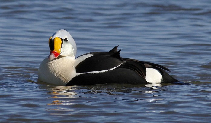 King Eider