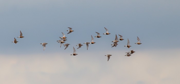 Dotterel