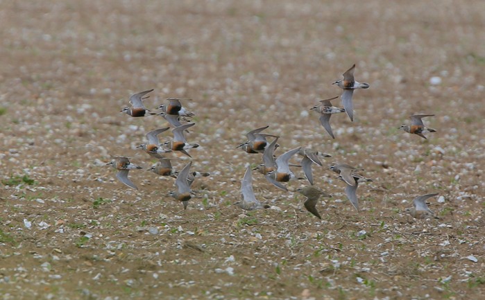 Dotterel