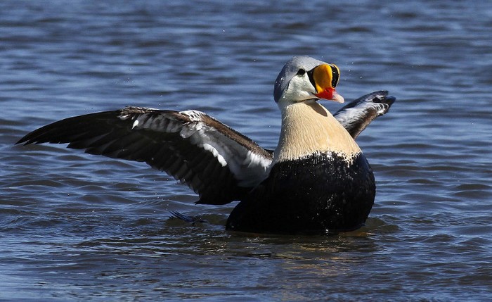 King Eider