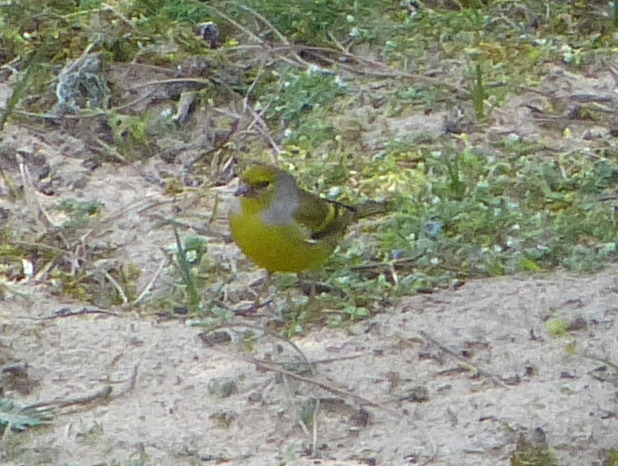 Citril Finch