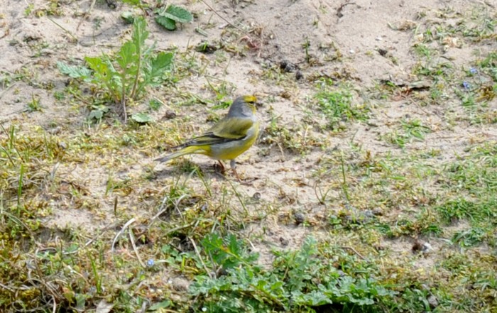 Citril Finch