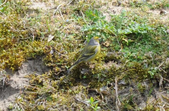 Citril Finch