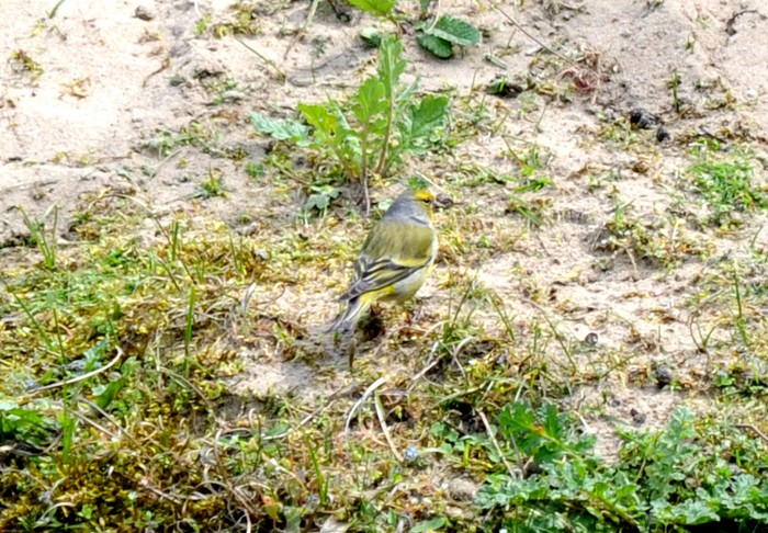 Citril Finch