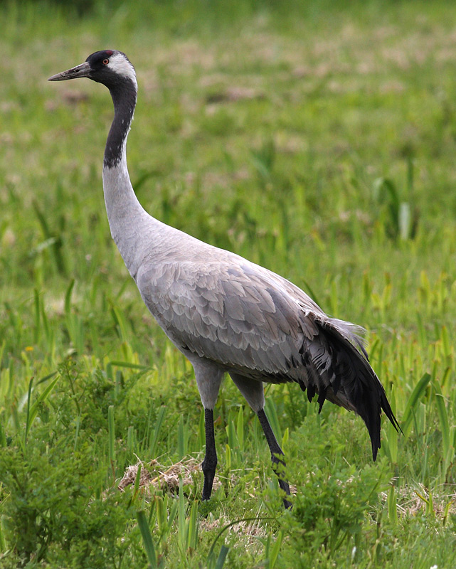 Common Crane