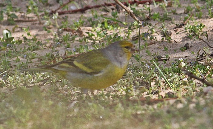 Citril Finch