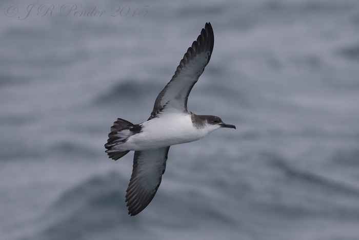 Manx Shearwater