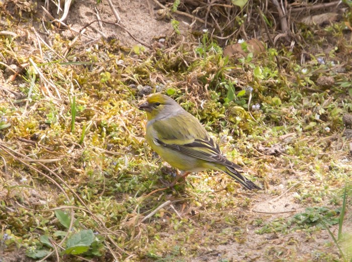 Citril Finch