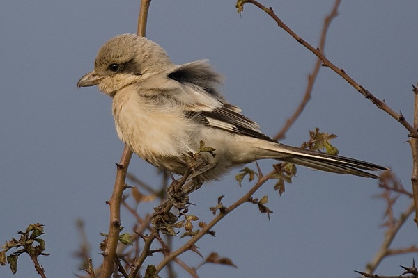 Steppe Grey Shrike
