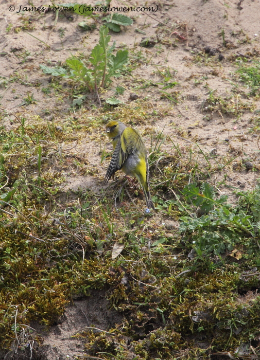 Citril Finch