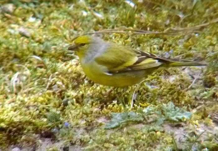 Citril Finch
