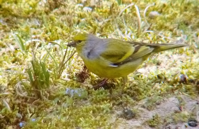 Citril Finch