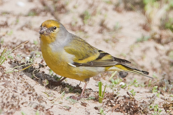 Citril Finch