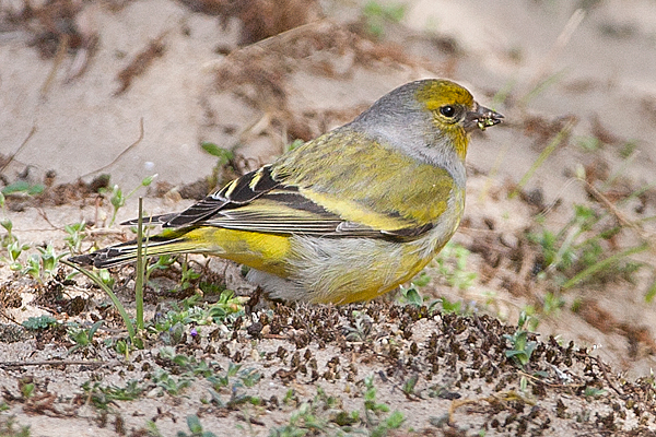 Citril Finch