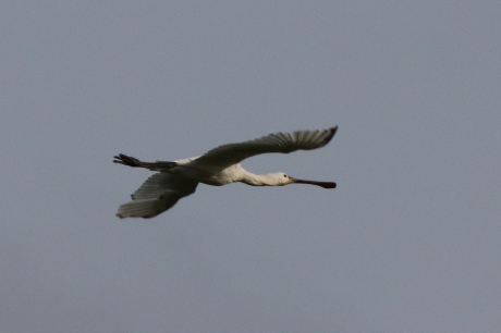 Spoonbill