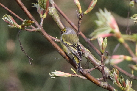 Citril Finch