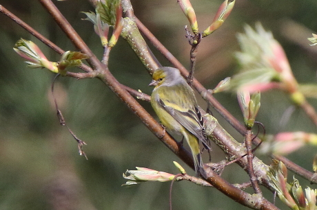 Citril Finch