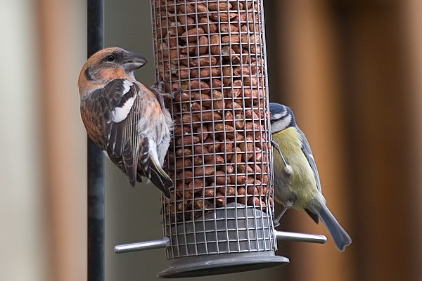 Two-barred Crossbill