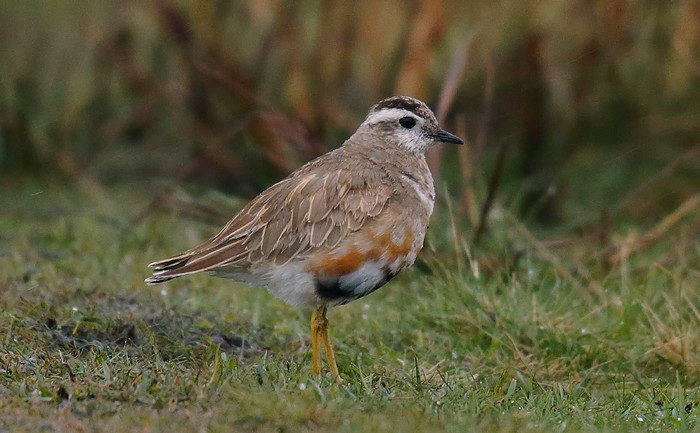 Dotterel