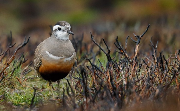 Dotterel