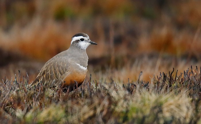 Dotterel