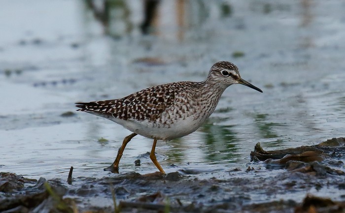 Wood Sandpiper