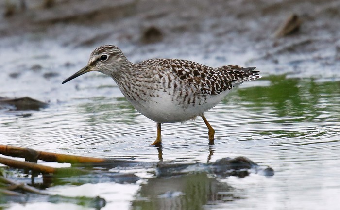 Wood Sandpiper