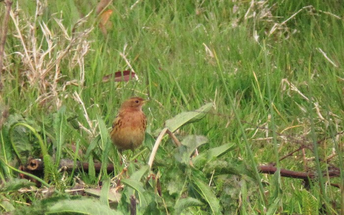 Red-throated Pipit