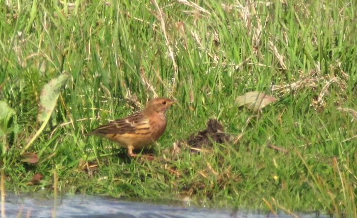Red-throated Pipit