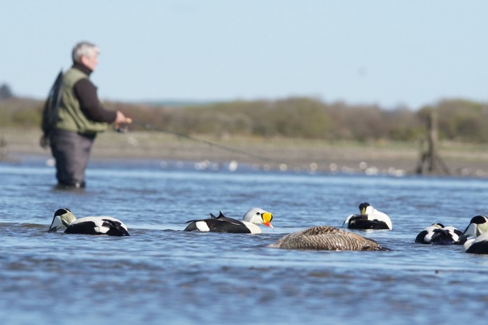 King Eider