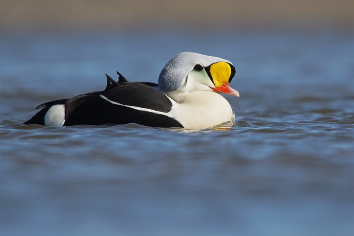 King Eider