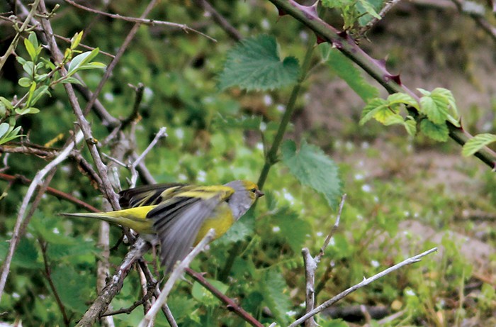 Citril Finch