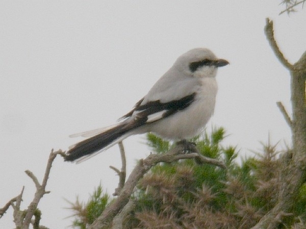 Steppe Grey Shrike