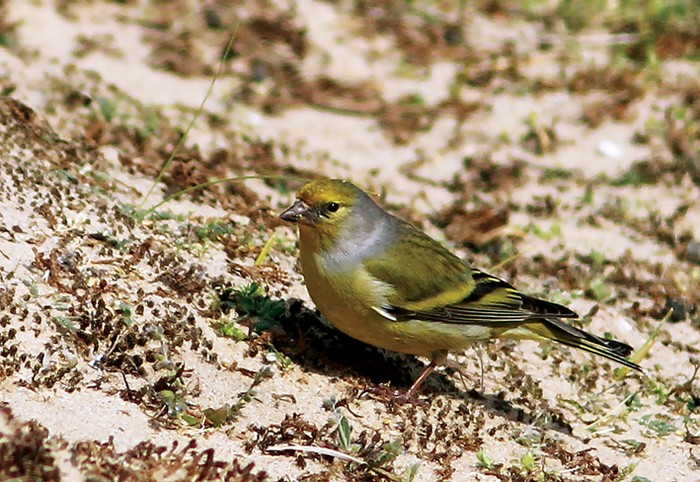 Citril Finch