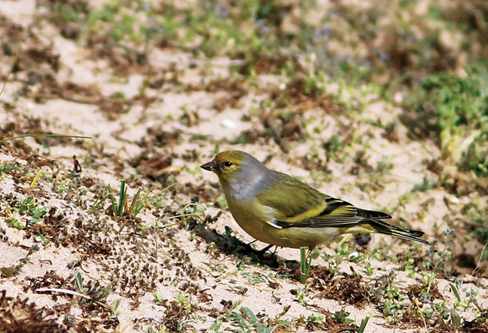 Citril Finch