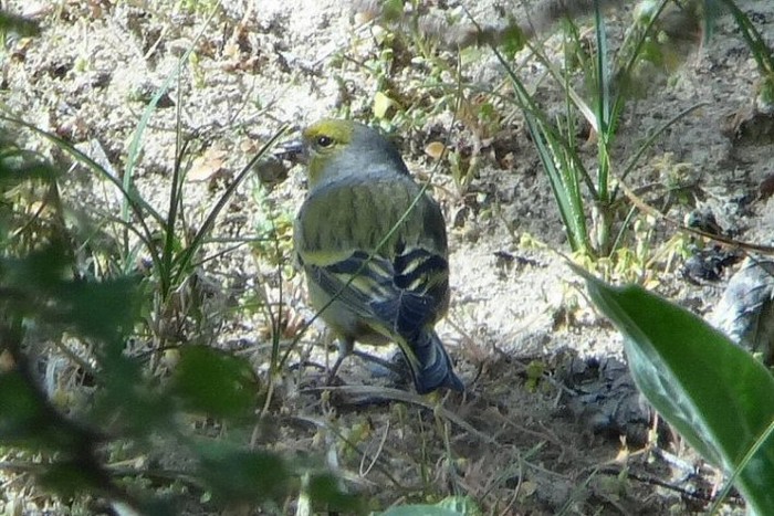 Citril Finch