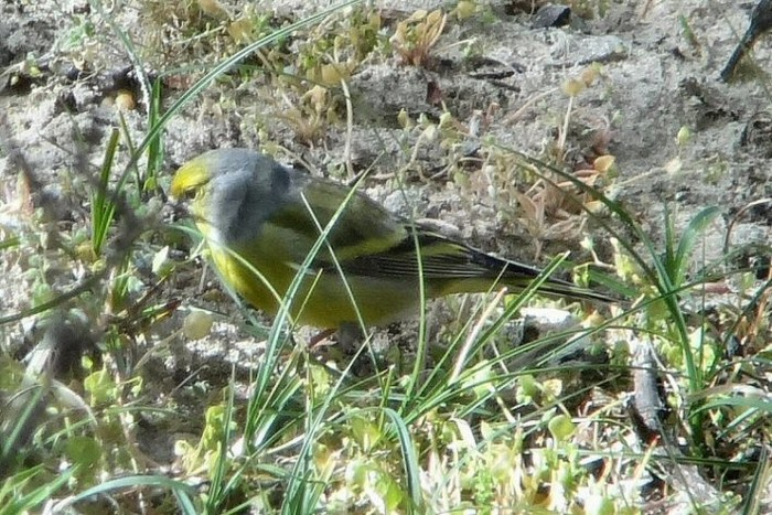 Citril Finch