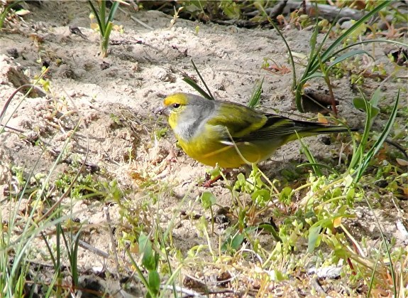 Citril Finch
