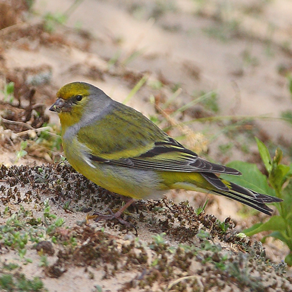 Citril Finch